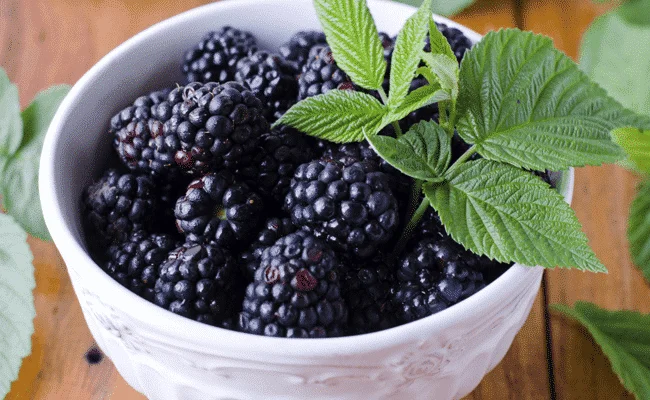 Teas for menopause: Blackberry tea