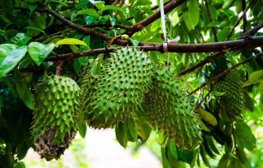 soursop