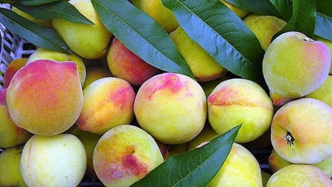 Peach - Discover the benefits of the Chinese fruit for health and skin