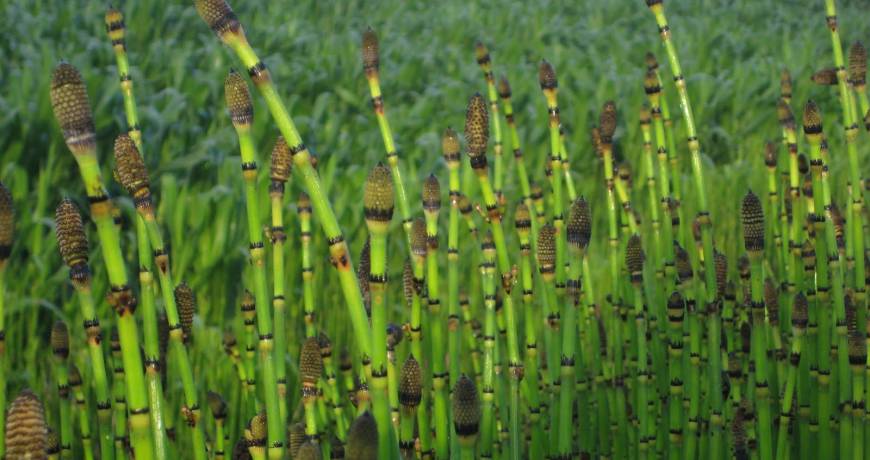 Horsetail tea: What it is for and how to make it