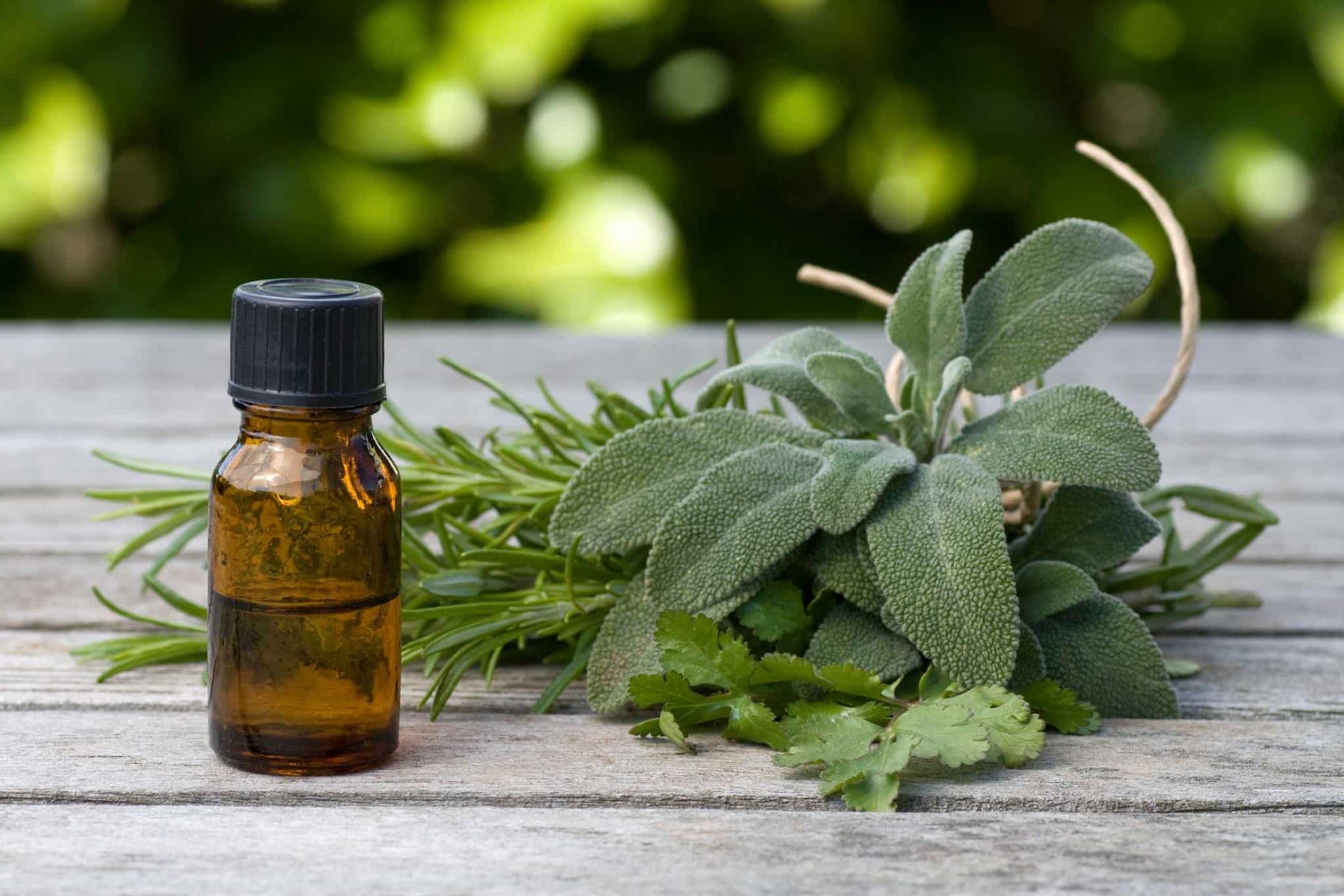 Óleo de melaleuca: para que serve e como usar o tea tree