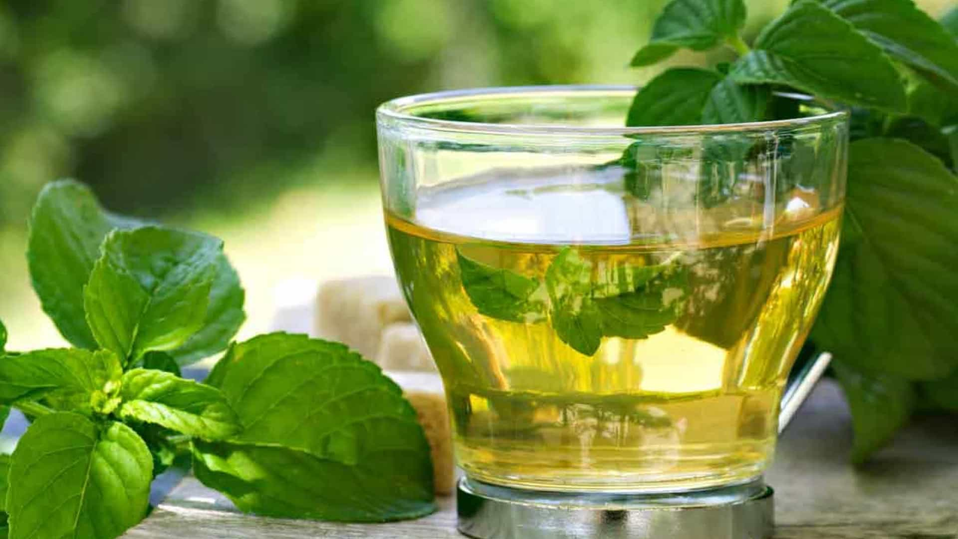 Boldo tea - What it is, benefits, properties and contraindications