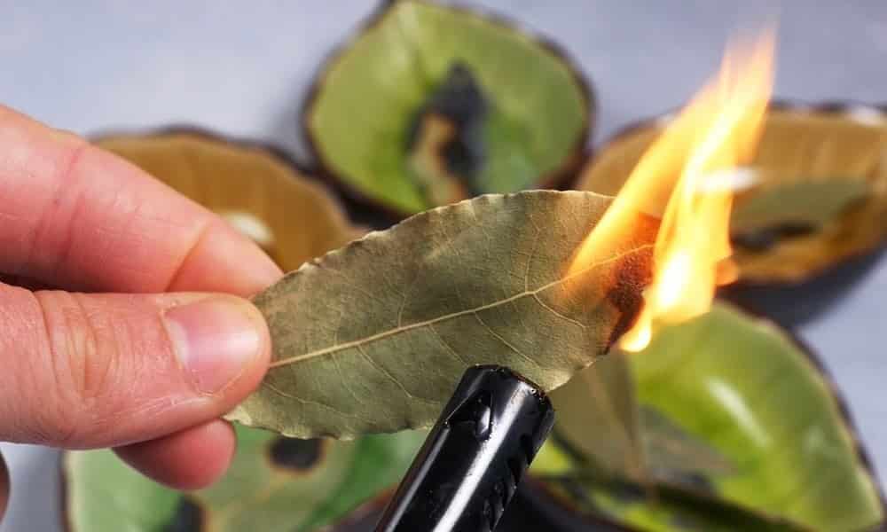 This is why you should burn bay leaves in your home