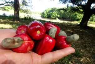 Tudo sobre o caju- Características, receitas, benefícios e malefícios