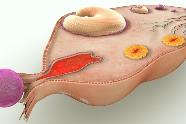 Progesterone: what it is, what it is for and why it is low or high