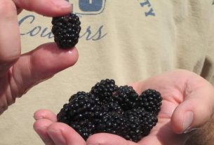 10 benefits of blackberries for your health, your skin and your hair