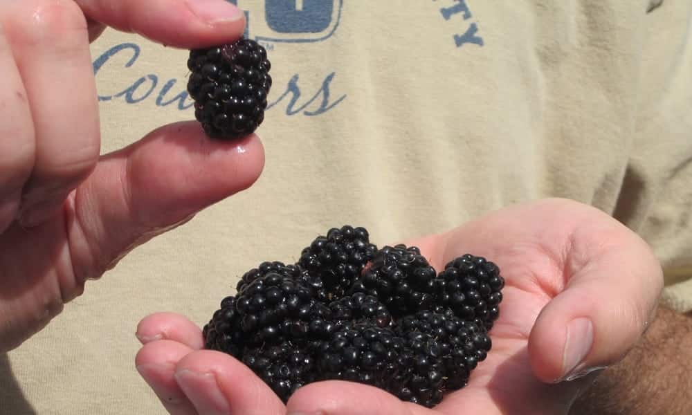 10 benefits of blackberries for your health, your skin and your hair