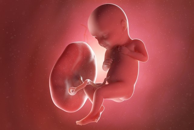 Baby development – ​​32 weeks gestation