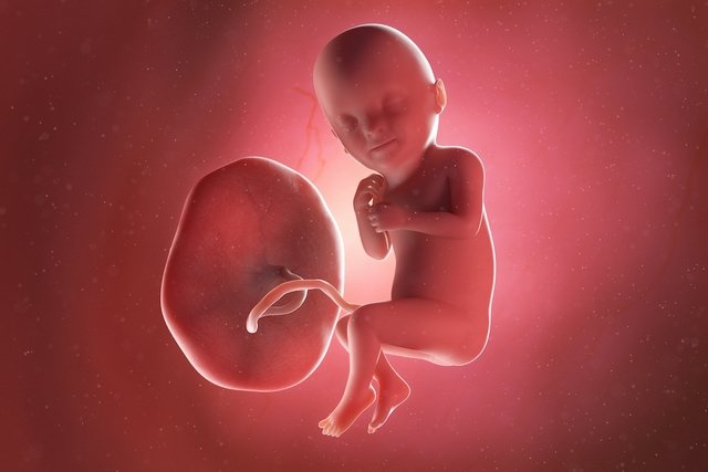 Baby development – ​​33 weeks gestation