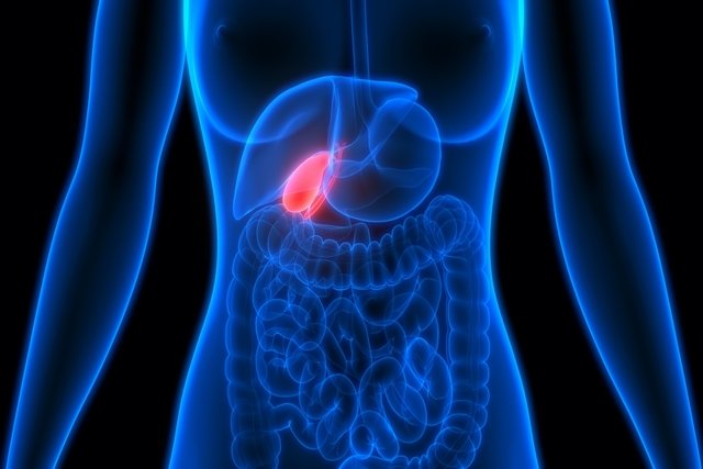 Gallbladder: what it is, function, where it is and common problems