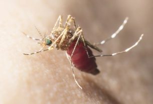 Malaria: what it is, symptoms, transmission, cycle and treatment