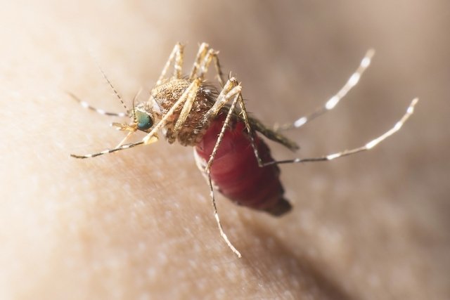 Malaria: what it is, symptoms, transmission, cycle and treatment