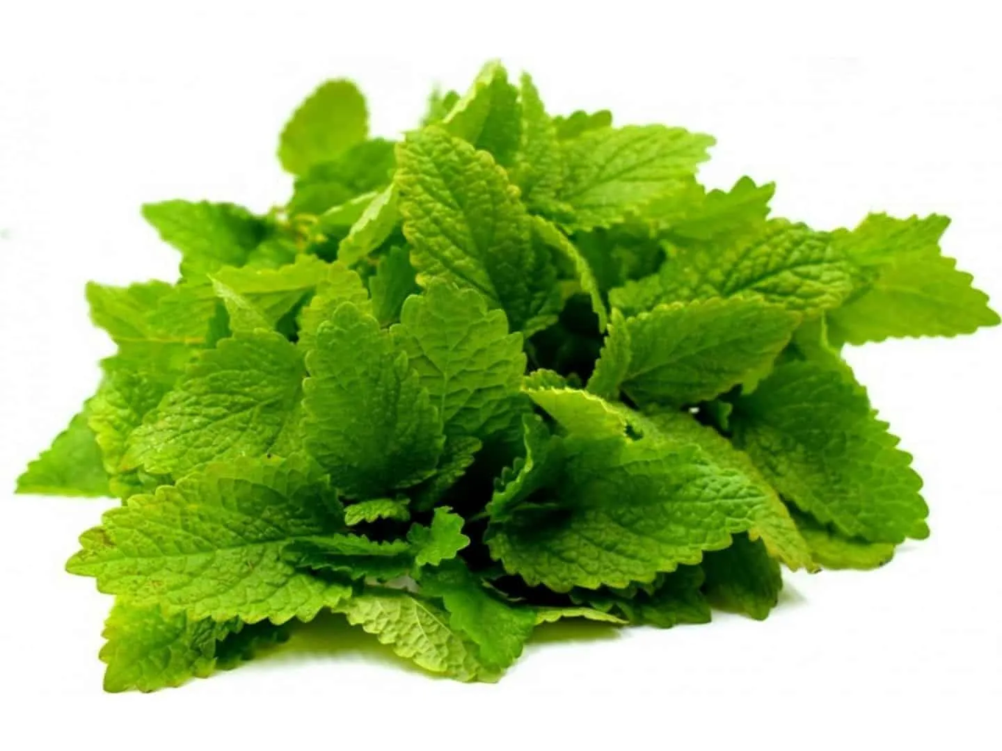 Lemon balm: what it is for, benefits, contraindications and how to do it