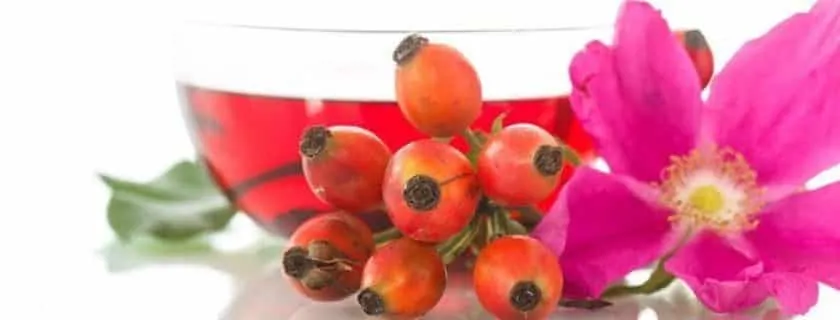 Rosehip - what it is, what it is for and benefits 