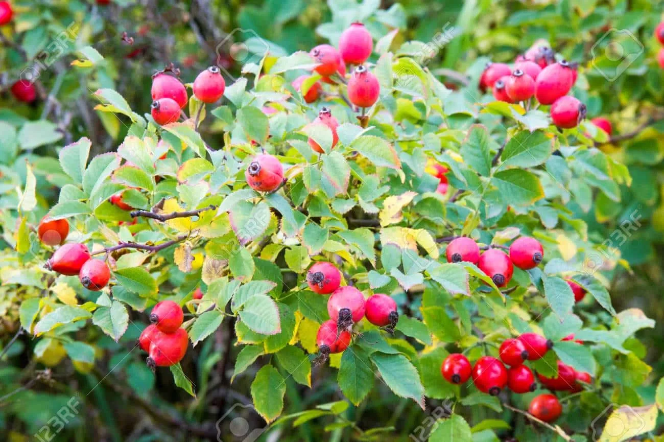 Rosehip - what it is, what it is for and benefits 