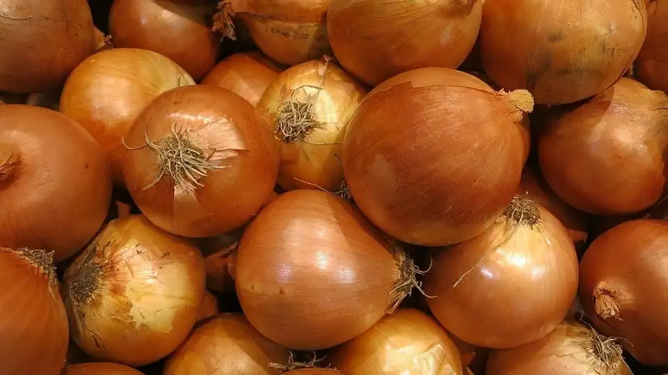 Learn which types of onion are ideal for each dish