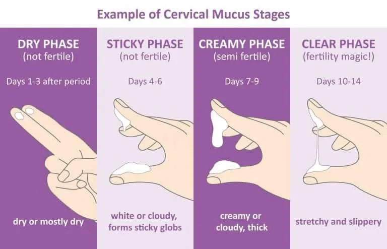 Cervical mucus, what is it, what is it for and how to evaluate it?