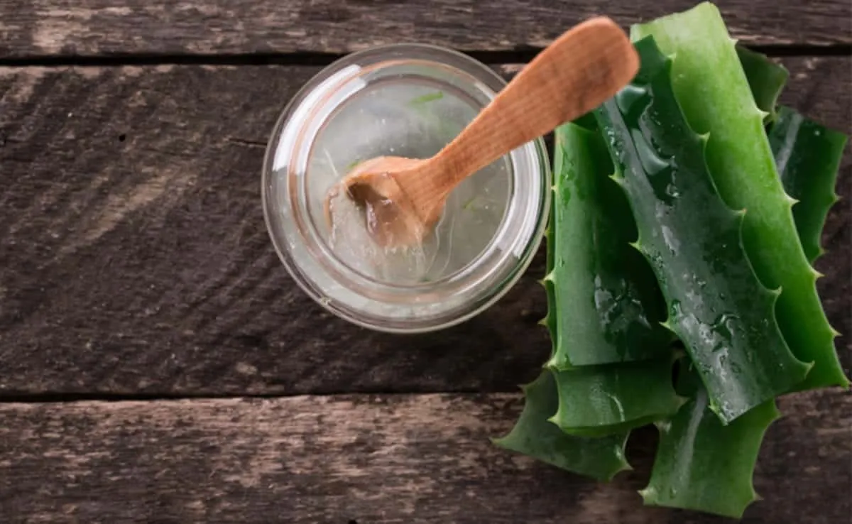 Aloe vera - Benefits, uses and ways to use