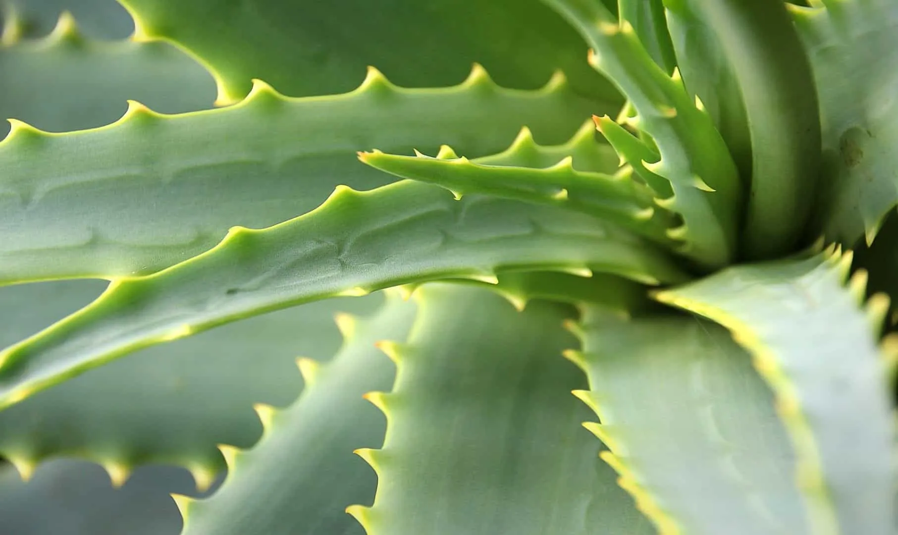 Aloe vera - Benefits, uses and ways to use