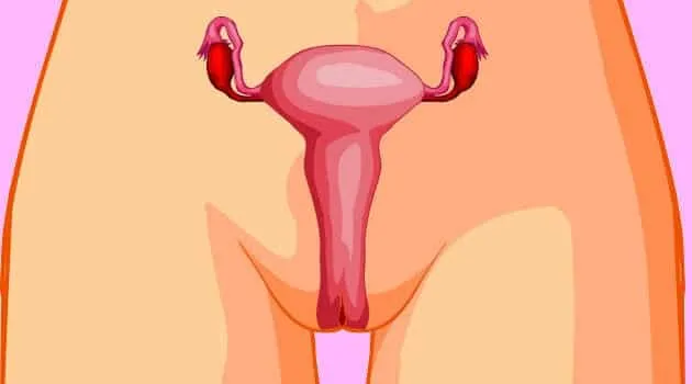 Perineum, everything you need to know and 6 interesting facts