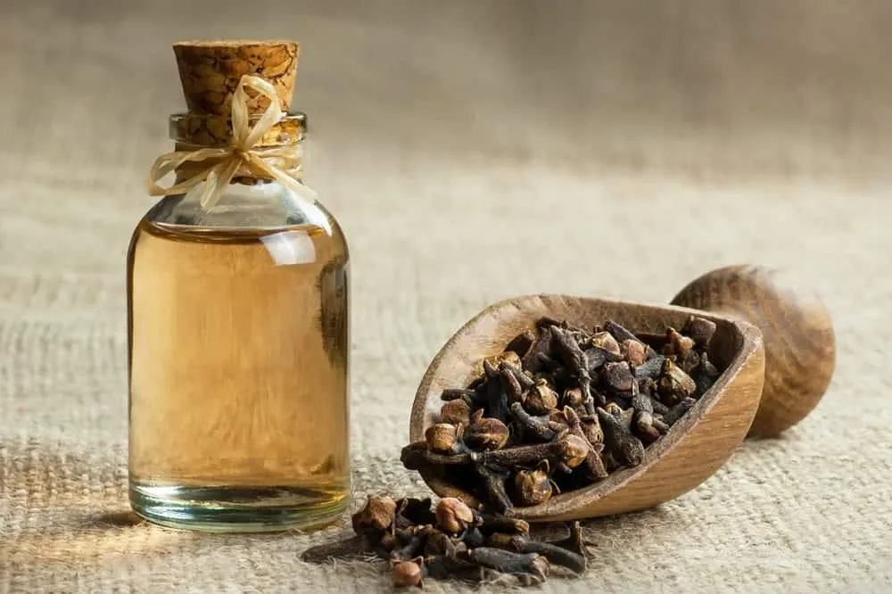 Clove oil – what it is for, benefits and contraindications