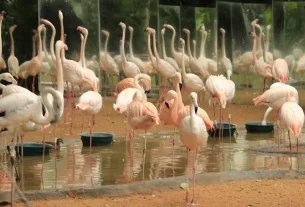 Parque das Aves, Foz do Iguaçu