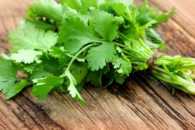 8 benefits of coriander (how to use and prepare the tea)