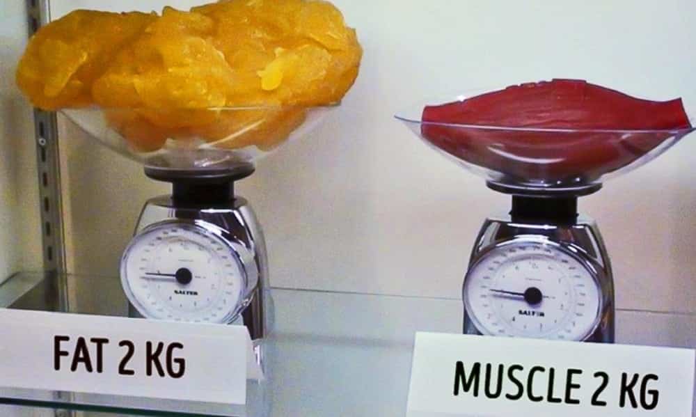 Fat or muscle?  Discover why bodybuilding helps you lose weight