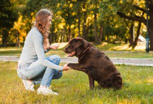 7 consejos sobre cómo entrenar a mi perro