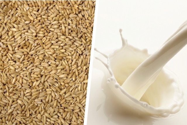 Benefits of birdseed milk