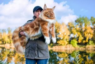 Maine-Coon-Katze auf dem Schoß einer Frau