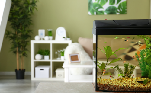 Tout sur les poissons dans un petit aquarium