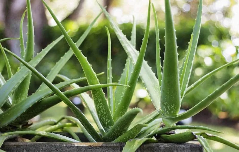 How to use aloe vera on your face to have more hydrated skin