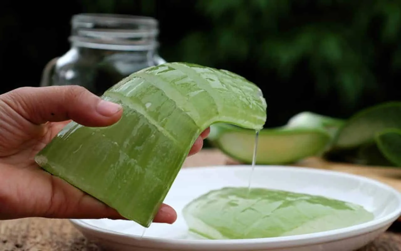 Aloe vera on the face – Benefits, frequently asked questions + 6 homemade recipes