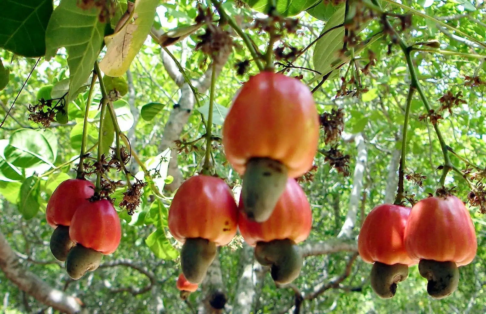 All about cashew – Characteristics, recipes, benefits and harms