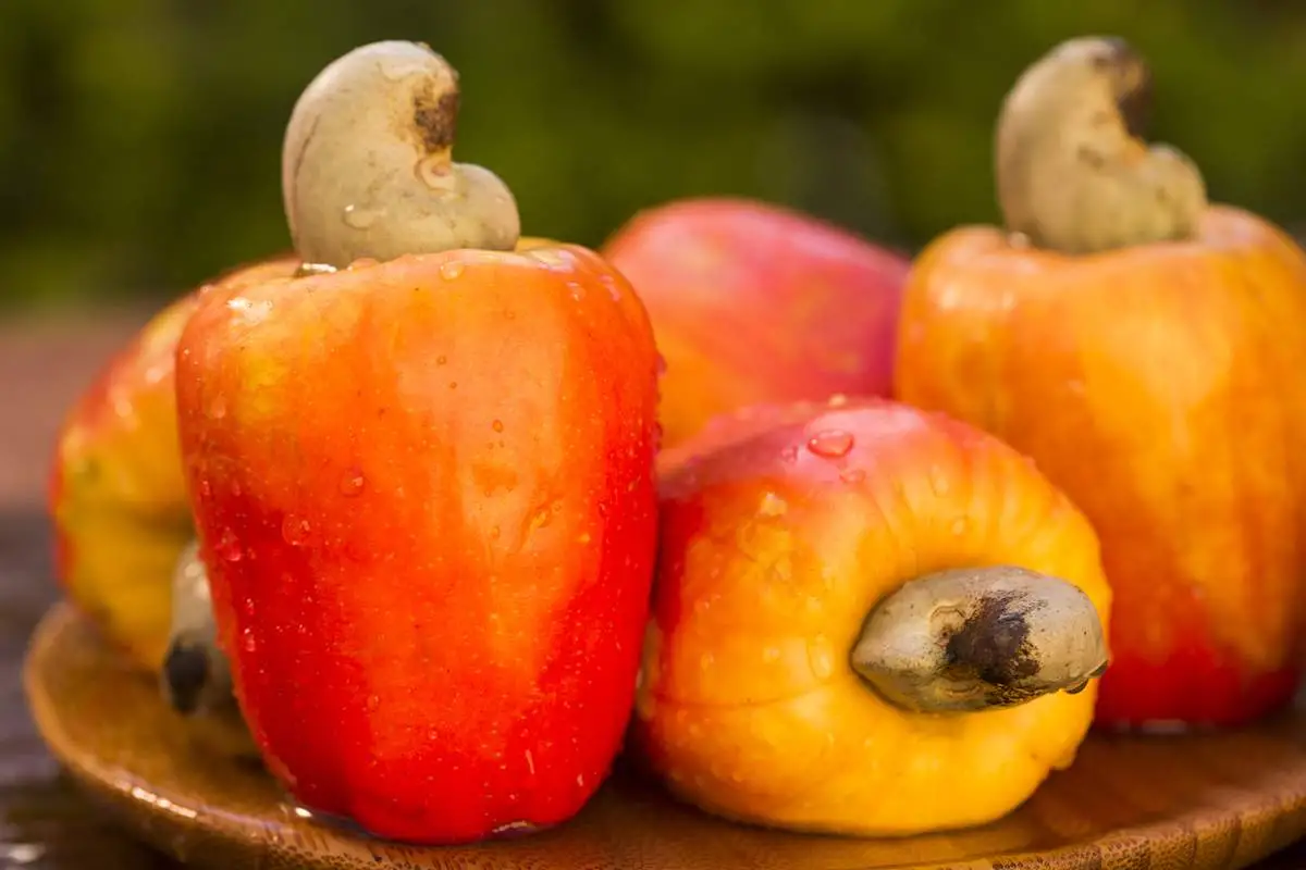 All about cashew – Characteristics, recipes, benefits and harms