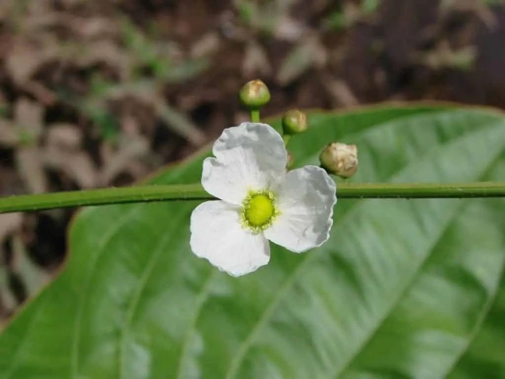 Discover the benefits of the leather hat plant