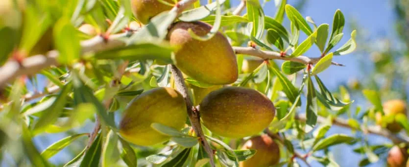 Argan oil - what it is, what it is for and how to use it