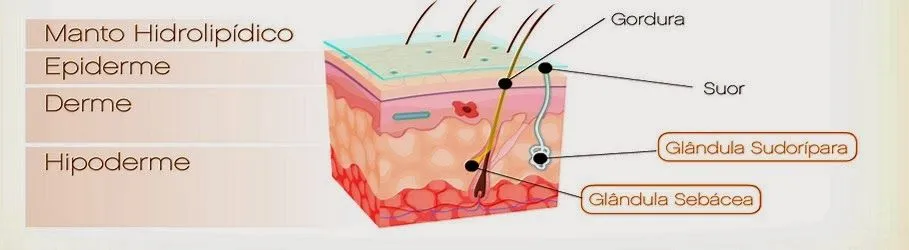 hydrolipid mantle