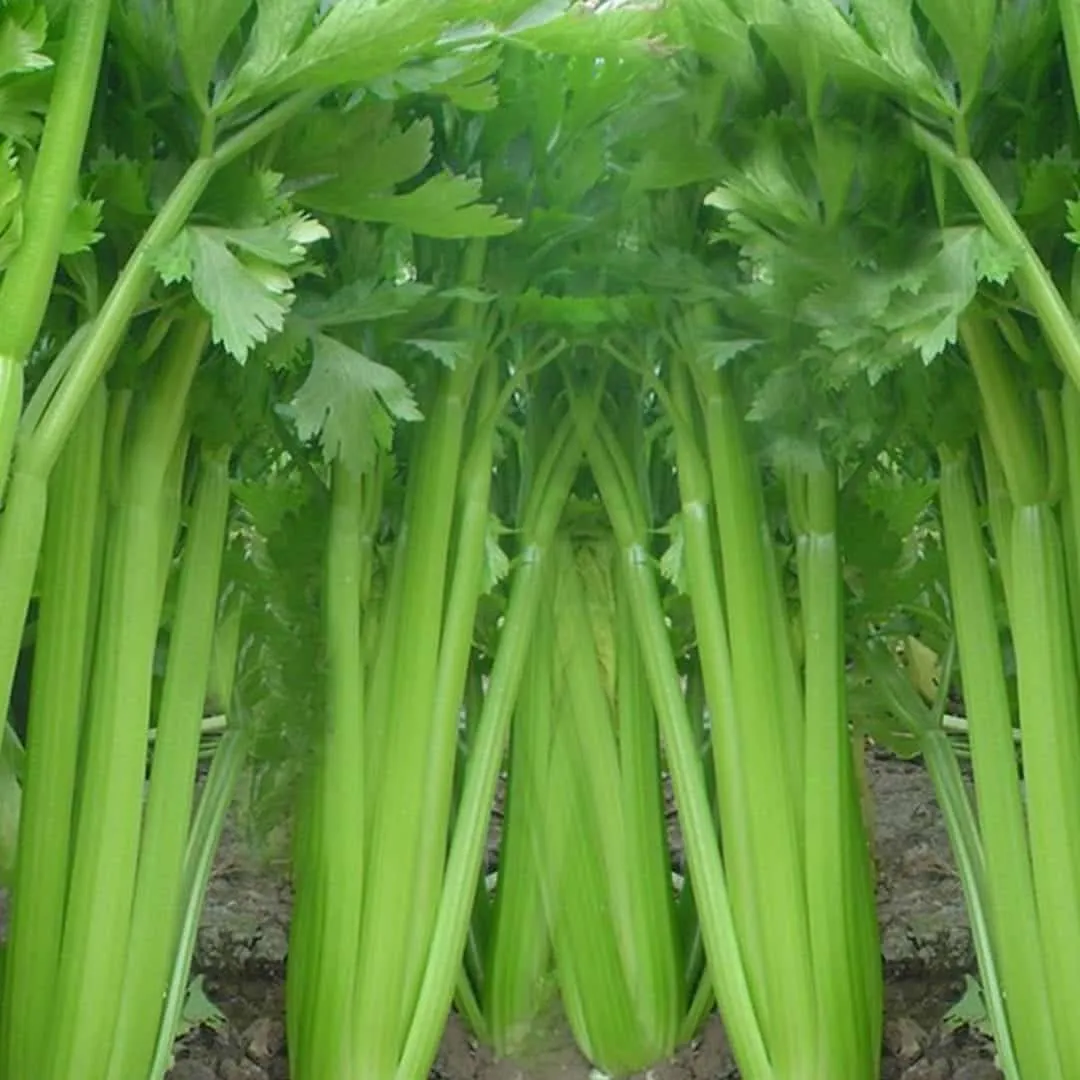 Celery - learn about the properties and benefits of this root