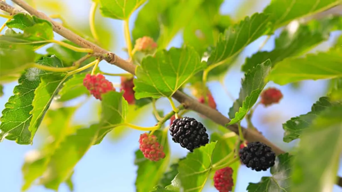 Blackberry Leaf Tea – what is it for and what are its benefits?