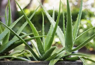 Cómo utilizar aloe vera en tu rostro para tener una piel más hidratada