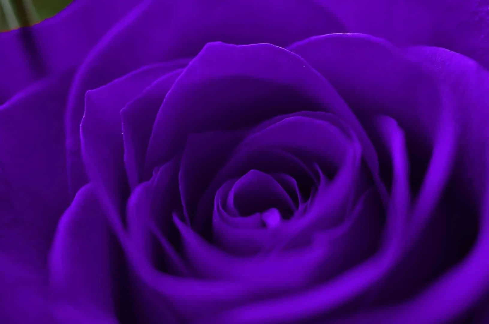 The purple - check out 50 interesting facts about the color is that it has so many different meanings