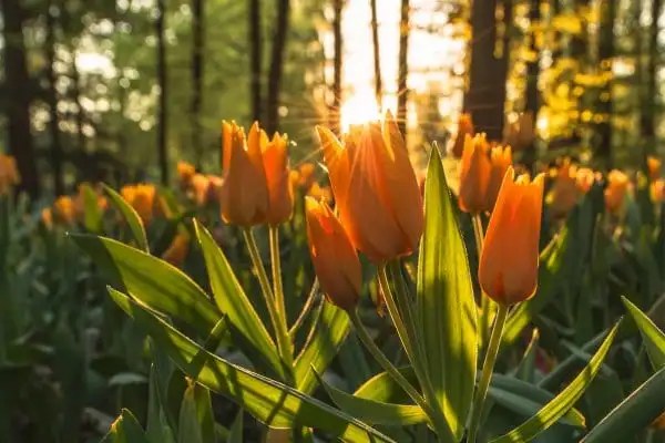 Equinozio di primavera: tempo di gioia e rinnovamento