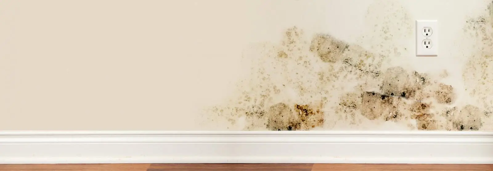 Mold: Find out what it is and how to get rid of it once and for all