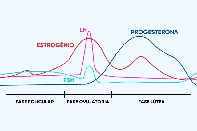 qué es, fases, cómo contar y cuánto dura