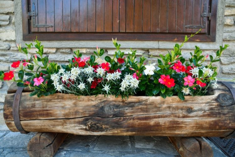 The image shows a rustic wooden vase in the shape of a trunk, full of colorful flowers. Among them, the mandevilla flowers stand out, with petals in shades of pink and red, contrasting with the dark green leaves. The vase is positioned on a stone surface, and in the background there is a stone wall with a closed wooden window, creating a cozy and natural environment.