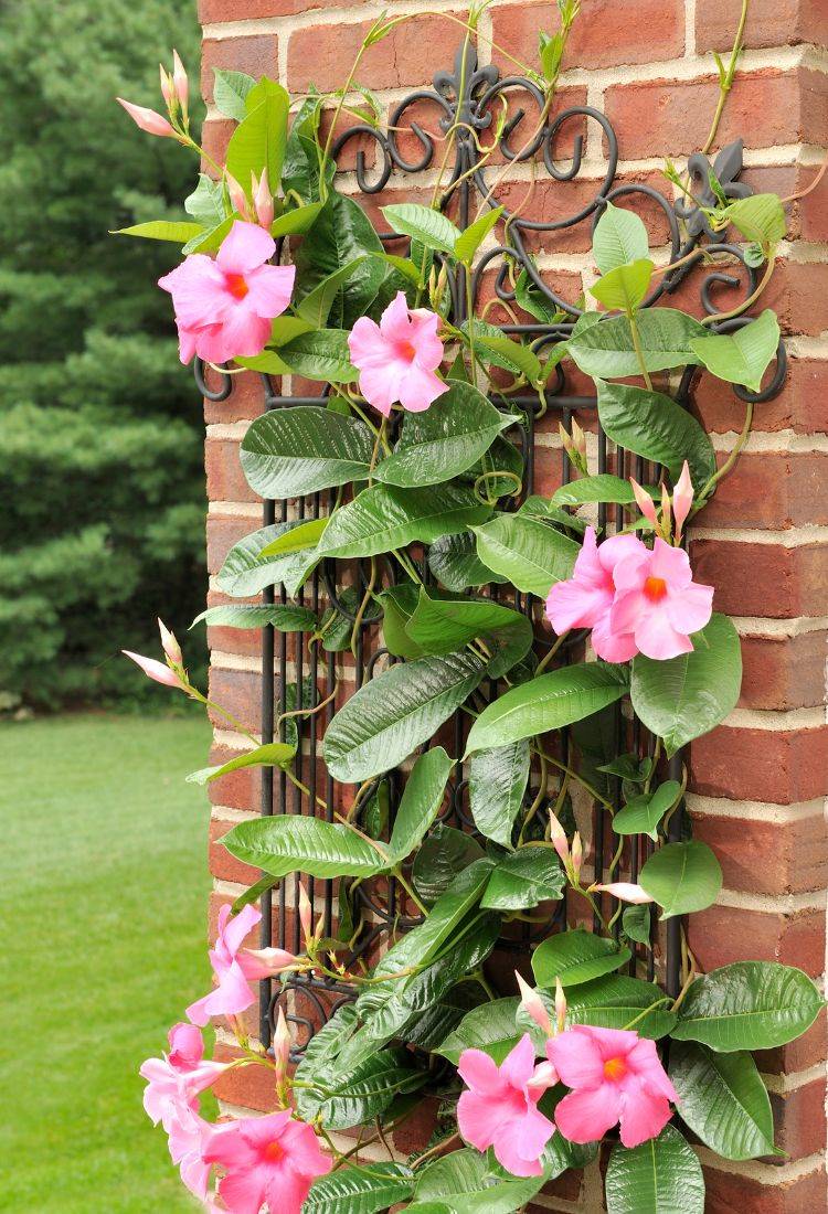 The image shows a climbing mandevilla plant with vibrant pink flowers, growing on a decorative iron support attached to a brick wall. The flowers have a soft yellow center and are surrounded by glossy green leaves. The background features a grassy area and trees, creating a natural and serene environment.