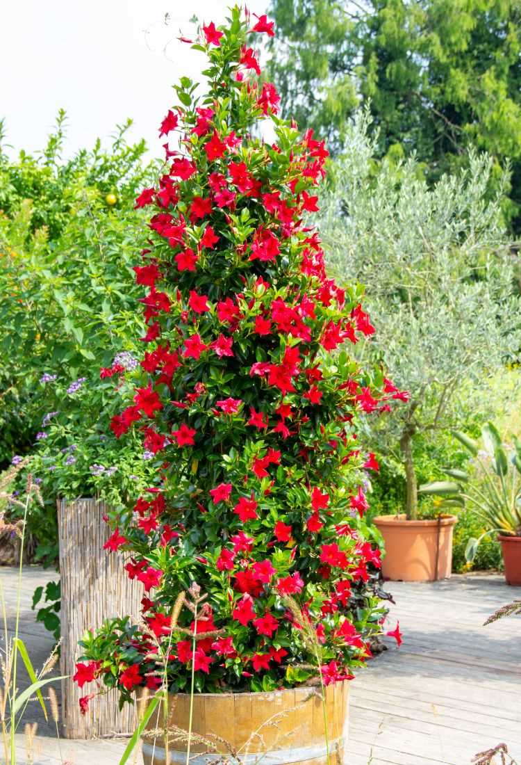 The image shows a lush climbing plant, full of vibrant red flowers, growing in a wooden pot. The plant is tall and dense, with dark green leaves that contrast with the flowers. In the background, there is a garden with several other plants and trees, creating a green and natural environment. The floor is wooden, suggesting an outdoor deck or terrace.