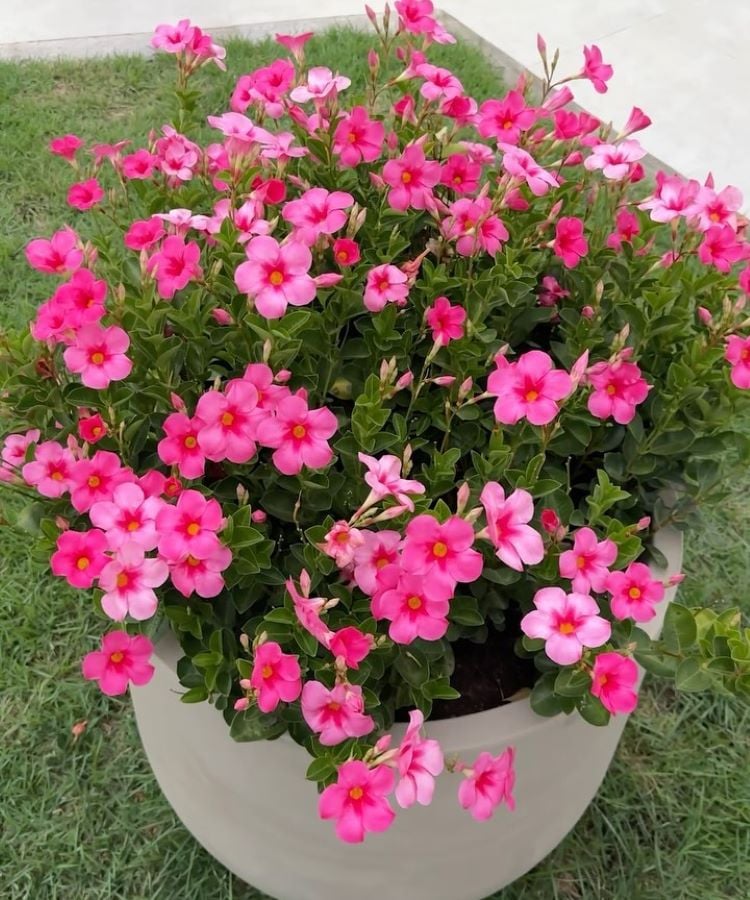 The image shows a large, clear vase filled with vibrant pink flowers. The flowers have rounded petals and a yellow center, creating a beautiful contrast. The leaves are green and dense, complementing the flowers. The vase is positioned on an area of ​​green grass, suggesting a garden environment.